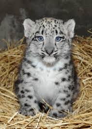 Fans have a lot of ideas about who could be under the masks, but no one can figure out the leopard. Meet Brookfield Zoo S Snow Leopard Cub Wgn Tv