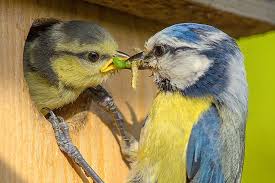 Schutz Und Brutplatze Fur Vogel Im Garten Nabu In 2020 Vogel Im Garten Alte Baume Heimische Singvogel