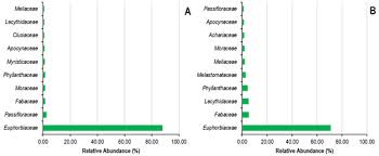 Image result for Pachylobus osika