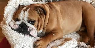 Back tout simplement, comme tout les anglais. Conseil Veterinaire Blog Tout Savoir Sur Le Bouledogue Anglais Informations Race
