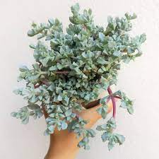 Pink Ice Plant Succulent 4 Inch In 2021 Plants Ice Plant Succulents