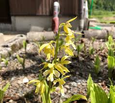 エビネの育て方 植え替えの時期や肥料の与え方は Greensnap グリーンスナップ