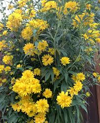 Image result for Hunteria congolana