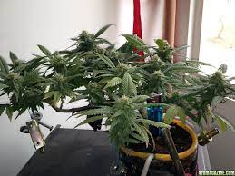 Coco Automatic Watering Systems Simple Cheap 420 Magazine