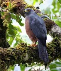We did not find results for: Daftar 400 Burung Endemik Indonesia Alamendah S Blog