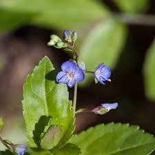 Image result for Plantaginaceae