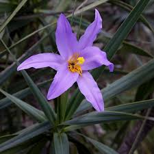 Image result for Velloziaceae