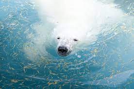 photograph by yousuke ashida animal magic national geographic polar bear hunting