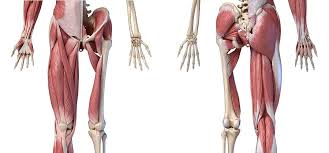 As a whole, hip flexors. Hip Muscles The Definitive Guide Biology Dictionary