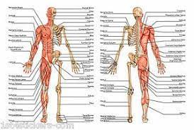 Understanding the human skull anatomy is necessary for a wide range of professionals from doctors (dentists, oral surgeons, neurosurgeons, etc.) to anthropologists. Human Anatomy Body Bones Detailed Poster Print Great Quality 3 Human Body Anatomy Muscular System Musculoskeletal System