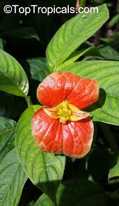 Image result for Psychotria succulenta