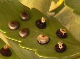 Image result for Rumohra