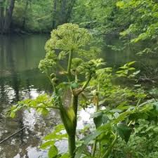 Image result for Apiaceae