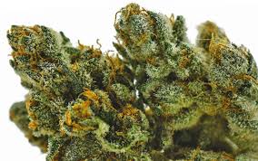 Rehber kunduz ekibinden ecem, odaklanma kavramını açıklayarak bunu nasıl sağlayabileceğimizi bizlerle paylaştı, bizler merakla dinledik! The Story Behind The Strain Kunduz D Prime Wellness Of Pa