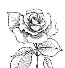 196 sketsa gambar mawar merah gudangsket via gudangsket.blogspot.com. Gambar Sketsa Bunga Mawar Mudah