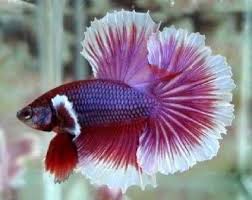 Betta Half Moon Dumbo Betta Fish Betta Pet Fish