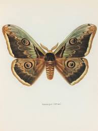 Large Vintage Moth Print Great Peacock Moths 1960s Colour Print Wall Art Vintage Moth Prints Moth Illustration Vintage Insect Prints