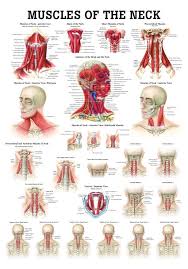 Muscles Of The Neck Laminated Anatomy Chart Muscles Of The