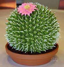 Blah blah blah have total 8 sound tracks. Cactus Cake Misc 3d Cakes Cactus Flower Cactus Cake Cactus Seeds