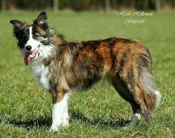 Border Collie Black And Brown Dogs New Pic Border Collies Training Popular In 2020 Collie Dog Dogs Border Collie Dog