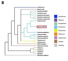 Flatworm Classifications