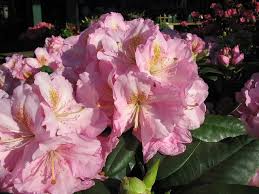 Rhododendron Scintillation Rhododendron Plants Pink