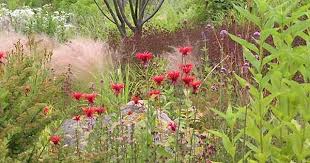Origanum Mit Frauenhaar Stipa Miscanthus Monarden Plants Plant Design Shrubs