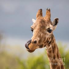 May 27, 2021 · go behind the scenes of the giraffe exhibit at the san diego zoo for some facts that will change how you look at these giant, beautiful animals. Comical Giraffe With His Tongue Out Greeting Card For Sale By Jane Rix