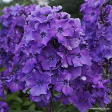 Phloxen zijn gelukkig niet onderhevig aan tuinmodes, alhoewel ze op dit moment wel erg gevraagd zijn. Blue Paradise Daylily Phlox Eu