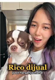 Rico auto glowing gara2 cairan sultan dari Dr. Shiba Wild Salmon Oil! ✨  Minyak salmon murni kaya EPA & DHA yang membantu menjaga kesehatan kulit &  bulu, mendukung jantung & sendi, serta meningkatkan ...