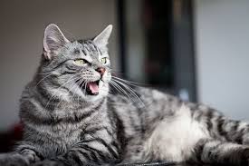 Kedi Piresi Insana Gecer Mi Nasil Yok Edilir Heykedi