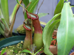 ウツボカズラのまとめ 育て方 植え替えや挿し木 と花言葉等16個のポイント 植物の育て方や豆知識をお伝えするサイト