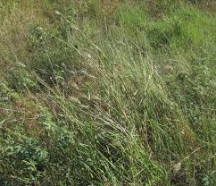 Image result for Dichanthium