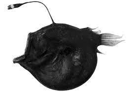 Image result for Lophiocarpaceae