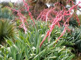 Image result for Beschorneria yuccoides