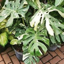 Monstera Species Why You Gave Your Monstera The Wrong Name House Raccoon Taman