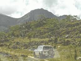 Image result for Buchnera chimanimaniensis