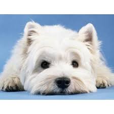 48 Free Westie Dog Wallpaper On Wallpapersafari