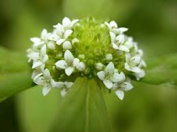 Image result for Mitracarpus