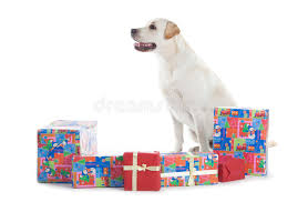 Nearby, a cat is curled in a restful slumber as the warmth of the hearth radiates with a soft glow. 3 986 Retriever Christmas Photos Free Royalty Free Stock Photos From Dreamstime