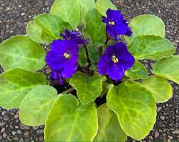 We find the blue star growing near the bookcliffs of colorado and utah. Neon Texas 4 In Optimara Violet