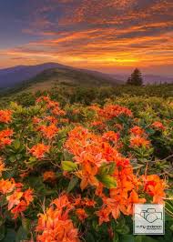 Pick from pink, red, white, bicolor, and even orange azaleas. Pin On Sunrise Sunset