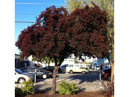 Image result for Prunus × blireana