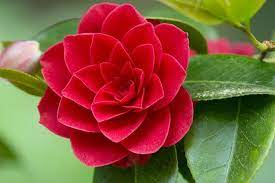 Camellia Japonica Japanese Camellia Camellia Japanese Japonica Camellia Flower Flowers Camellia