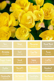More images for different shades of yellow » 30 Types Of Yellow Flowers A To Z Photos And Info Yellow Flowers Shades Of Yellow Favorite Paint Colors