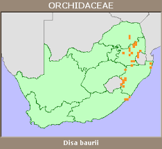Image result for Disa baurii