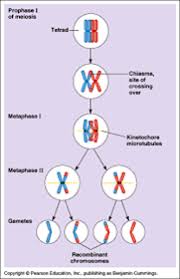 Maybe you would like to learn more about one of these? As Studypeach Meiosis And Me