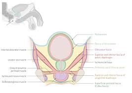 Maybe you would like to learn more about one of these? Pelvis And Hip Joint Knowledge Amboss