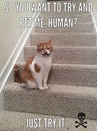 Want To Pet Me Human Just Try It Funny Cat Meme Cat Memes Funny Cats Pets