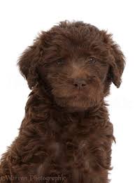 Labradoodle isolated chocolate labradoodle australian labradoodle golden doodles labradoodle puppy labradoodle dog labradoodle puppy isolated poodle brown labradoodle face cat dog closed. Dog Chocolate Labradoodle Puppy Photo Wp44199